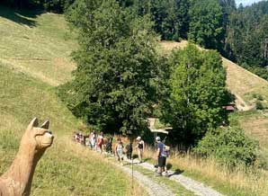 Alpaca trekking in the Emmental valley