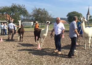 Conduire des lamas - training de gestion avec des animaux