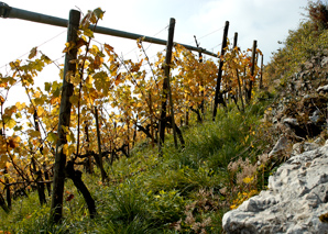 Vineyard hike twann with winegrower