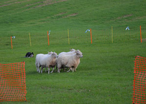 Sheep sense – Lead the flock of sheep