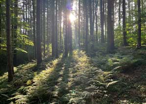 Forest bathing – immersion in the forest