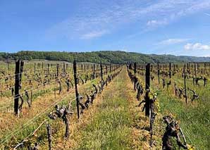 Weindegustation und Besichtigung des Weinbergs