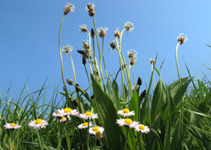 Medicinal herbs walking tour