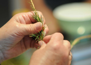 Randonnée de découvertes des plantes médicinales