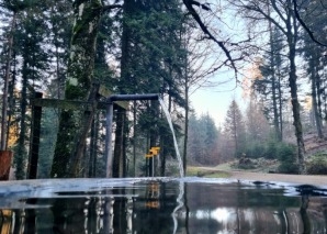 Achtsamkeitstraining im Wald