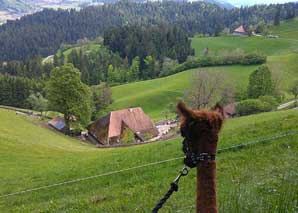 Alpaka-Trekking im Emmental