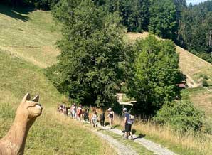 Alpaka-Trekking im Emmental