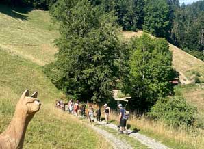 Alpaka-Trekking im Emmental