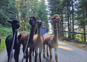 Alpaca trekking in the Emmental valley