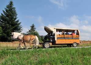 Visit the beekeeper in the emmental