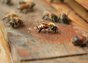 Visit the beekeeper in the emmental