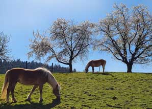 Visit the beekeeper in the emmental