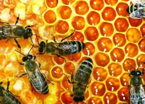 Visit the beekeeper in the emmental