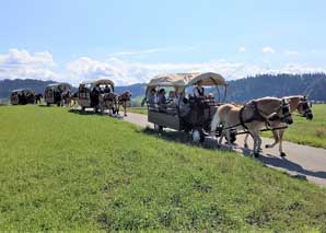 Balade en calèche pour déguster des grillades en Appenzell