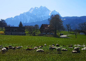 Begleitete Tour rund um den Vierwaldstättersee