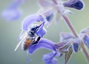 Bee experience above the rooftops of Zurich