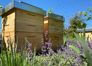 Bee experience above the rooftops of Zurich