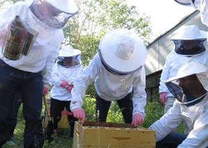 Bee experience above the rooftops of Zurich