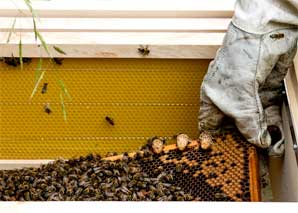 Bee experience above the rooftops of Zurich