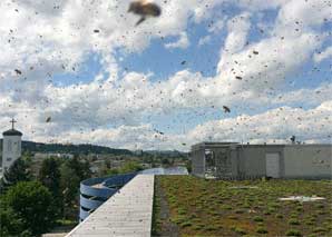 Bee experience above the rooftops of Zurich