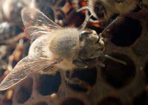 Bee experience above the rooftops of Zurich