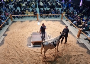 Commerce de vaches - vivre de près la vente aux enchères de bétail dans l'Emmental