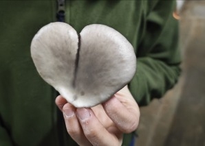 Workshop «Pilzzucht» für Teams