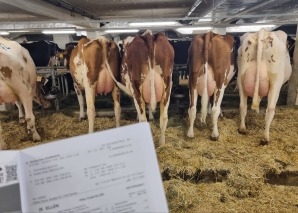 Commerce de vaches - vivre de près la vente aux enchères de bétail dans l'Emmental