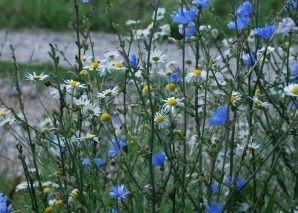 Challenge en équipe de survie « Plantes sauvages comestibles »