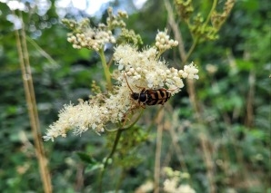 Tour in the Nussbaumersee nature reserve