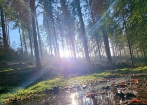 Achtsamkeitstraining im Wald