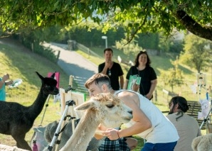 Expériences d'équipe avec des alpagas - yoga, peinture et repas