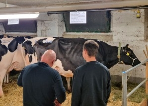 Commerce de vaches - vivre de près la vente aux enchères de bétail dans l'Emmental
