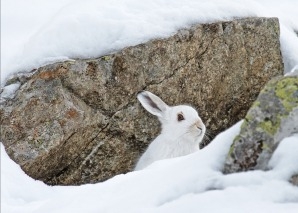 Bergwanderung mit Wildtierbeobachtung