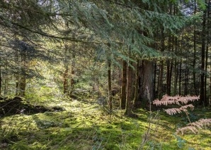 Challenge en équipe de survie « Plantes sauvages comestibles »