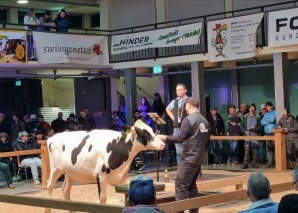 Commerce de vaches - vivre de près la vente aux enchères de bétail dans l'Emmental