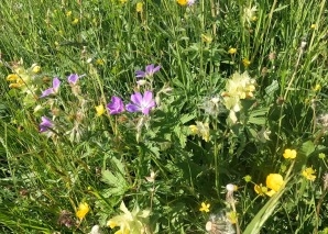 Challenge en équipe de survie « Plantes sauvages comestibles »