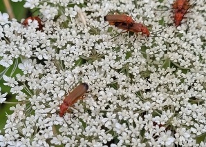 Tour in the Nussbaumersee nature reserve