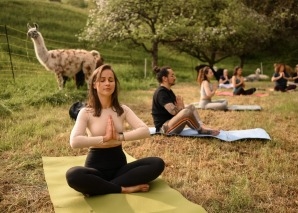 Expériences d'équipe avec des alpagas - yoga, peinture et repas