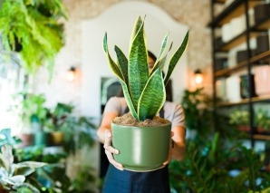 Zimmerpflanzen hegen und pflegen