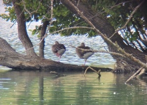 Tour in the Nussbaumersee nature reserve