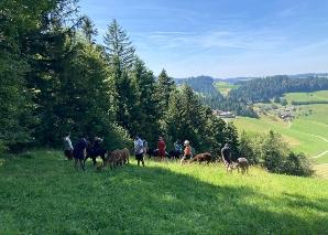 Trekking en alpaga dans l'Emmental