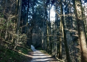 Achtsamkeitstraining im Wald