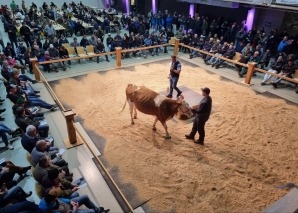 Commerce de vaches - vivre de près la vente aux enchères de bétail dans l'Emmental