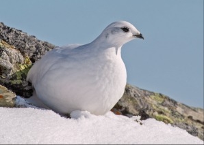 Bergwanderung mit Wildtierbeobachtung