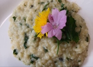 Challenge en équipe de survie « Plantes sauvages comestibles »