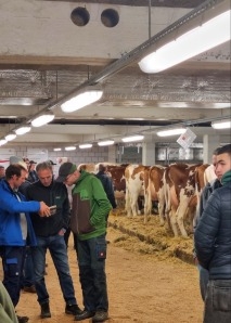 Commerce de vaches - vivre de près la vente aux enchères de bétail dans l'Emmental