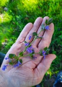 Atelier sur les herbes au lac de Constance