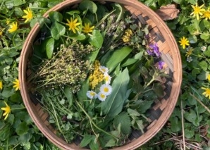 Challenge en équipe de survie « Plantes sauvages comestibles »