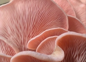 Workshop «Pilzzucht» für Teams